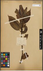 Foto von Salix L.